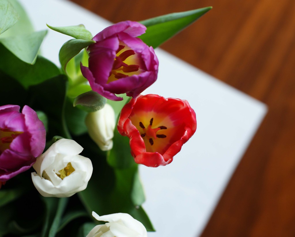 tulipany